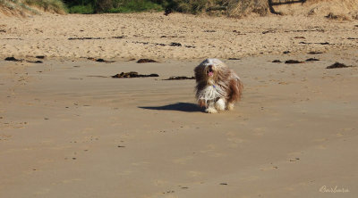 Thumper on the beach