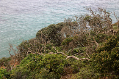 Point Addis - Coastal Fauna