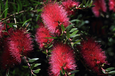 Callistemon