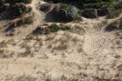  Footprints and Fauna.