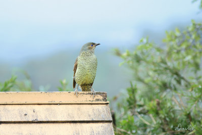 Bower Bird