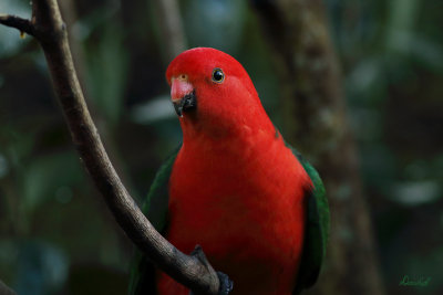 King Parrot. - male