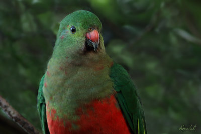 King Parrot - female