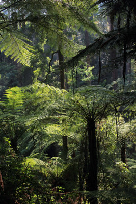 Alfred Nicholas Gardens