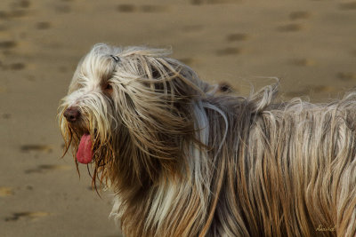 Thumper playing on the beach