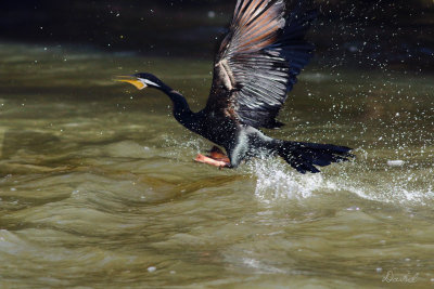 Australian Darter  