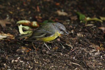 Yellow Breasted Robin