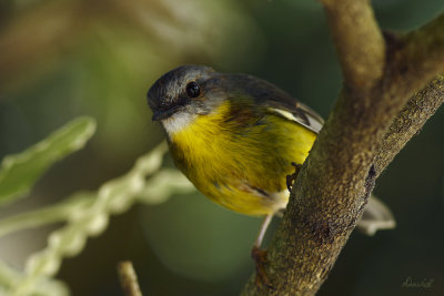 Yellow Breasted Robin