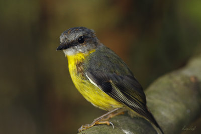 Yellow Breasted Robin