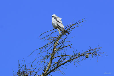 Black Shouldered Kite