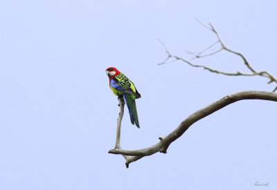 Eastern Rosella