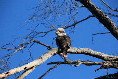 Kookaburra