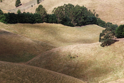 Grazing cows