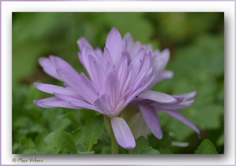 herfststijlloos  Colchicum autumnale