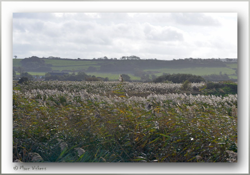 dans la nature prs de Cap Blanc Nez