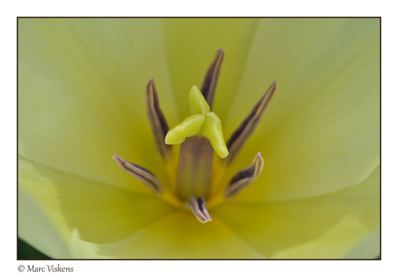 close-up yellow tulip