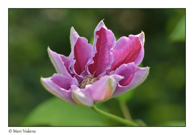 clematis