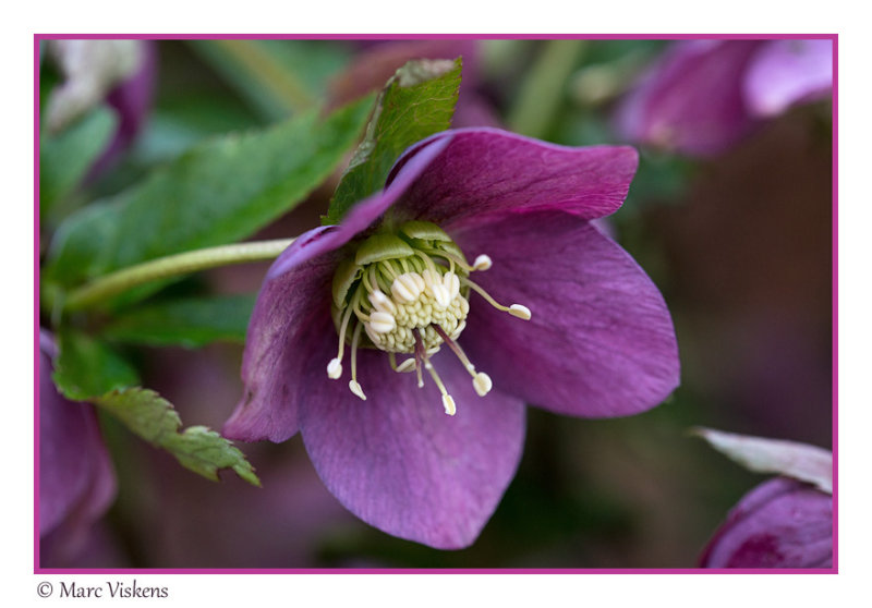 Helleborus - nieskruid