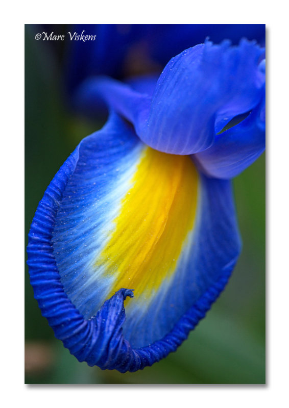 Iris