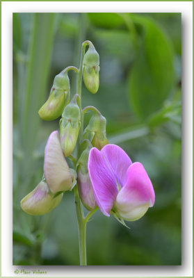 reukerwtjes Lathyrus odoratus 