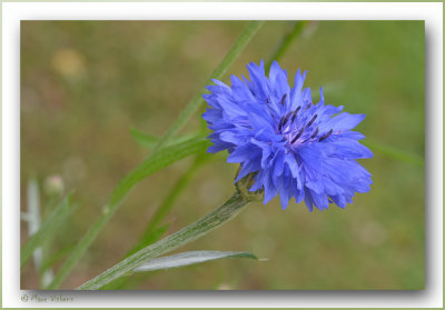 korenbloem  bleuet  cornflower