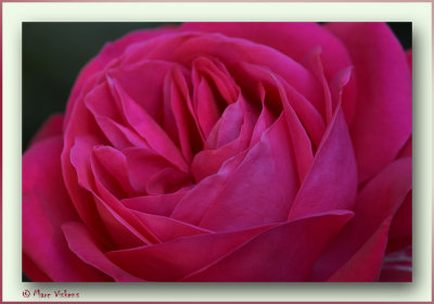 rose dame de coeur