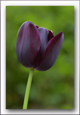 black tulip