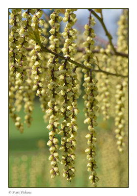 Stachyurus chinensis Celina