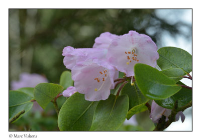rododendron