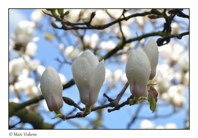 magnolia veitchii