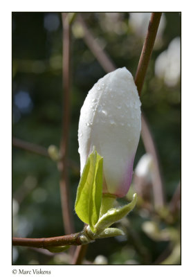 magnolia veitchii