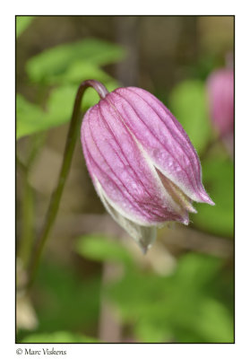 clematis