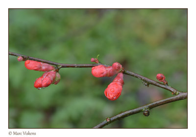 bloesems  -  blossoms  - fleurs