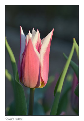 tulip in the evening sun