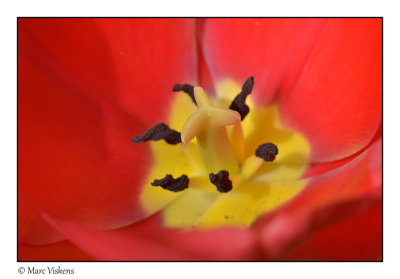 close-up tulip