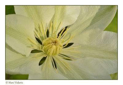 clematis in the warm late evening sun