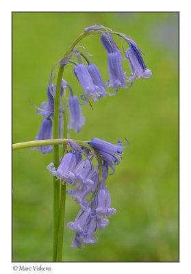 Hallerbos