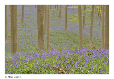 Hallerbos