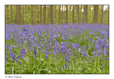 Hallerbos