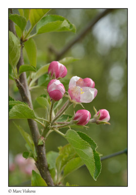 apple blossoms