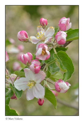 appelbloesems