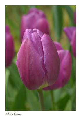 tulips in our garden