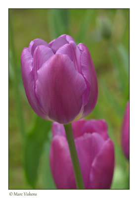 tulips in our garden