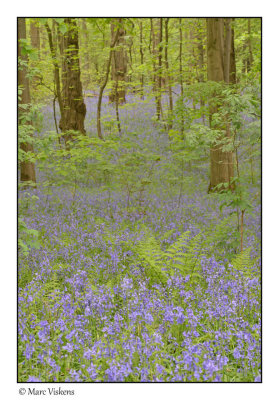 Hallerbos