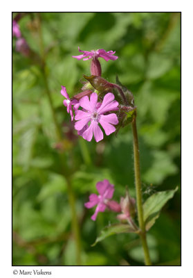 koekoeksbloem (Caryophyllaceae)