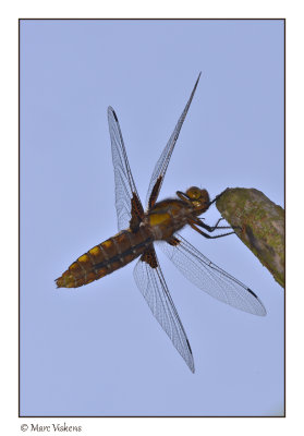 platbuik  (libellula depressa)