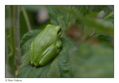 boomkikker - treefrog