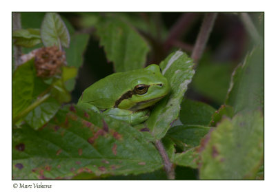boomkikker - treefrog