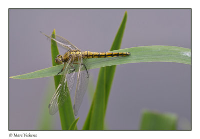 oeverlibel (Orthetrum cancellatum)