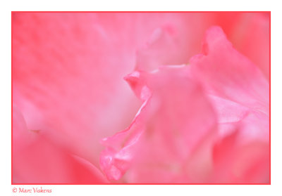 rose macro petals